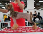 Regional Dog Show CAC – hairless male Aurum Time Rok N Roll