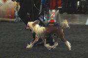 International Dog Show CACIB – Germany, Karlsruhe (Baden-Württemberg)