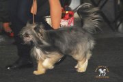 International Dog Show CACIB – powderpuff male U Got The Look Princes De La Roses