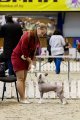 Интернациональная выставка собак CACIB – голый кобель Grand Passage Valegro