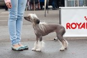 Club Dog Show Club Winner – hairless female Kredo Festa Lisette