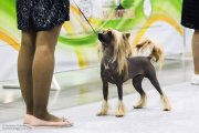 Интернациональная выставка собак CACIB – голый кобель Laisan Island Anarion