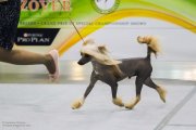 International Dog Show CACIB – hairless male Laisan Island Anarion