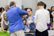 Интернациональная выставка собак CACIB – голый кобель Grand Passage Beethoven