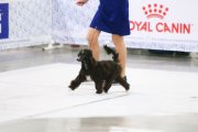 International Dog Show CACIB – powderpuff female Star Show Bon Ami Laplandiya