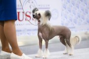 International Dog Show CACIB – hairless male Grand Passage Valegro