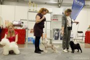 Национальная выставка собак CAC – голый кобель Sofiris Show Light Of Joy