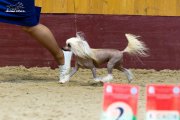 International Dog Show CACIB – hairless female Grand Passage Afrodita