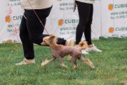 Regional Dog Show CAC – hairless male Rus Foreva Dionis