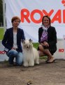 Интернациональная выставка собак CACIB – Россия, Великий Новгород (Новгородская область)