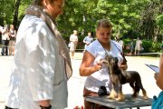 Национальная выставка собак CAC – Россия, Нерехта (Костромская область)