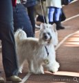 Национальная выставка собак CAC – Россия, Пенза (Пензенская область)