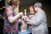 Национальная выставка собак CAC – пуховый кобель Tsar' Dadli Din